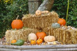 Fall Display of Pumpkins on Bales of Hay