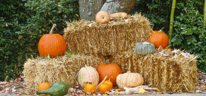 Fall Display of Pumpkins on Bales of Hay