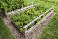 Backyard Vegetable Garden in Wooden Raised Beds