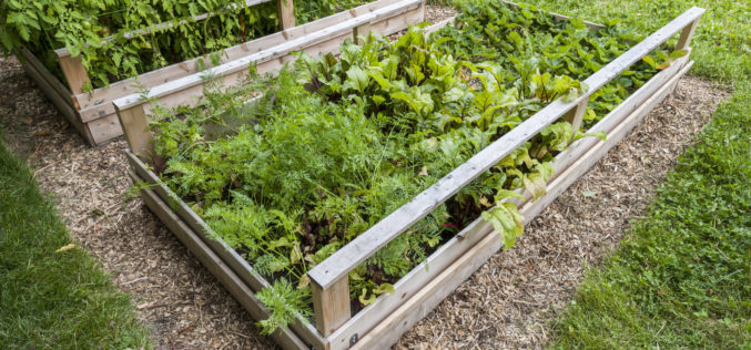 Backyard Vegetable Garden in Wooden Raised Beds