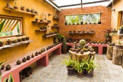 Sun Room Dedicated to Cactus