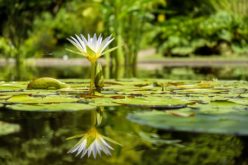 Adding a Garden Pond to Your Landscaping – Some Ideas