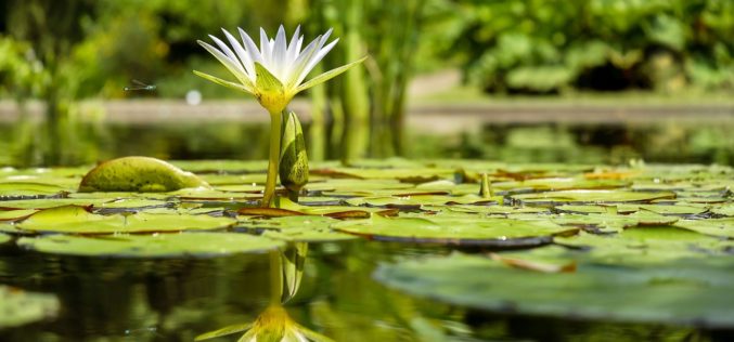 Adding a Garden Pond to Your Landscaping – Some Ideas