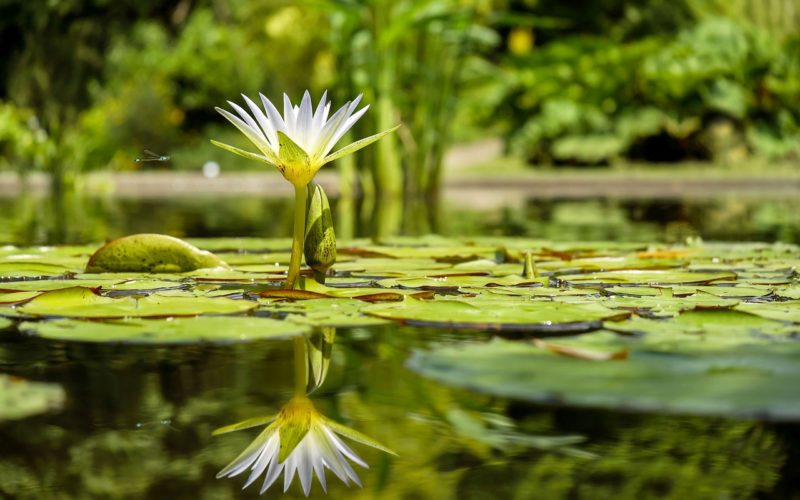 Adding a Garden Pond to Your Landscaping – Some Ideas