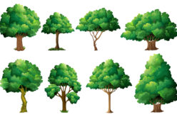 Understanding the Kinds of Shade Trees