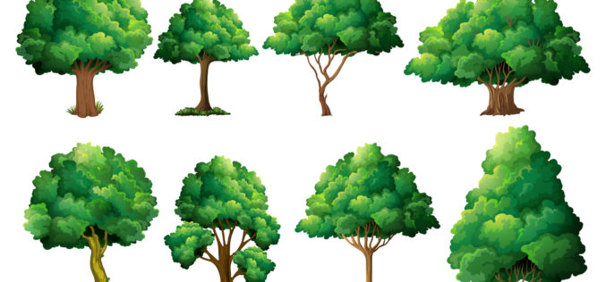 Understanding the Kinds of Shade Trees