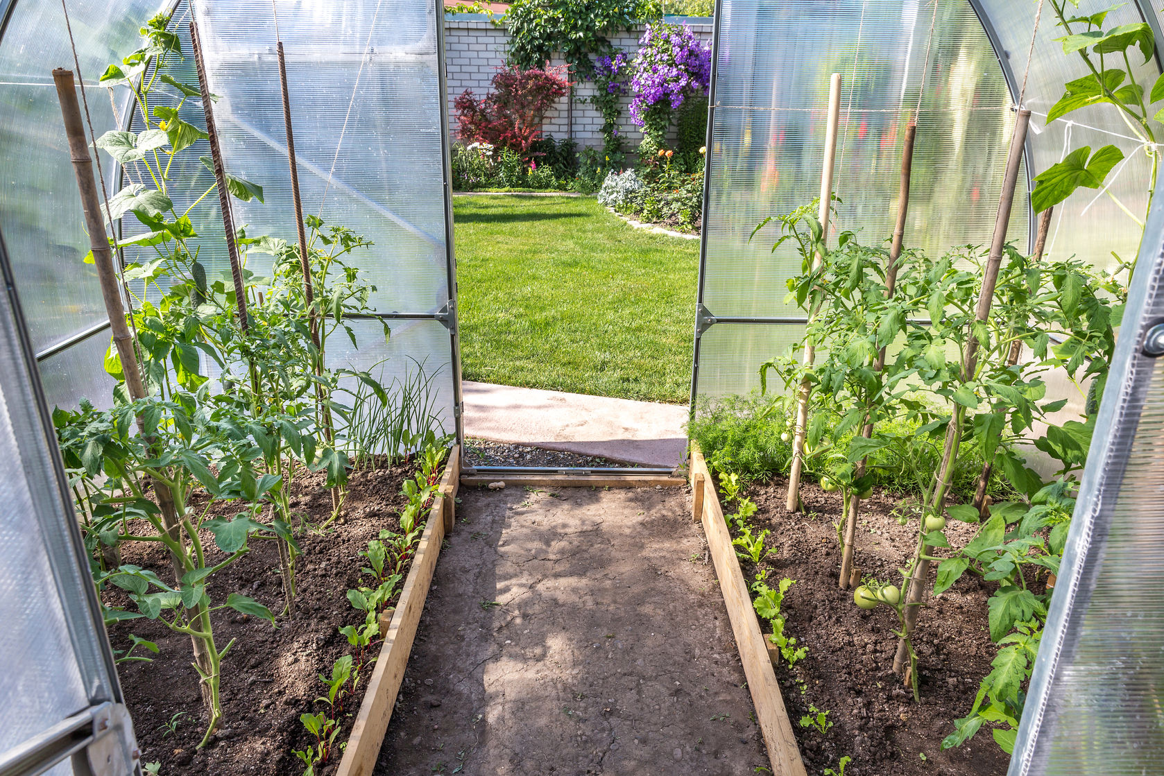 backyard greenhouse