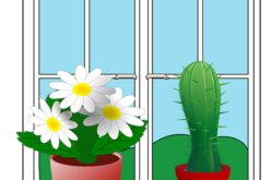 House Plants Can Help You Go Green