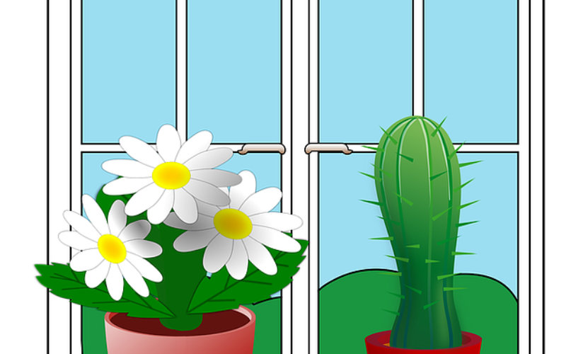 House Plants Can Help You Go Green