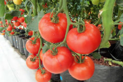 Hydroponic Gardening – A Good “Going Green” Idea