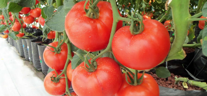Hydroponic Gardening – A Good “Going Green” Idea
