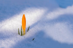 Let’s Welcome the First Day of Spring