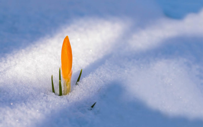 Let’s Welcome the First Day of Spring