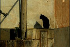 Using “Brown Styled Animals” for Your Wall Decor