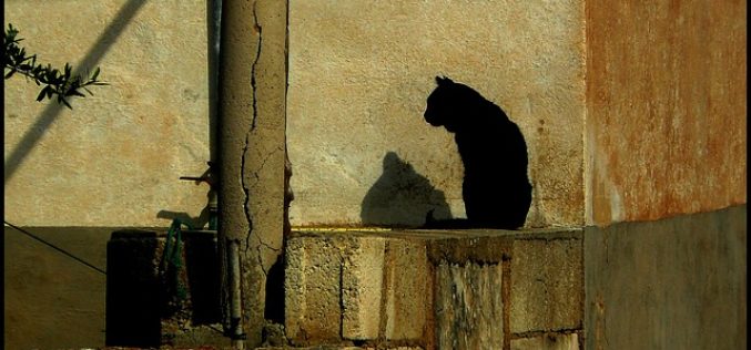 Using “Brown Styled Animals” for Your Wall Decor