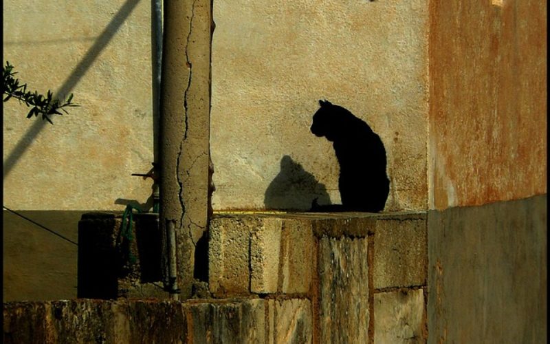 Using “Brown Styled Animals” for Your Wall Decor
