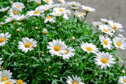 <span>summer landscaping (sunny flowers) – the&nbsp;&nbsp;&nbsp;&nbsp;&nbsp;</span>White Shasta Daisy