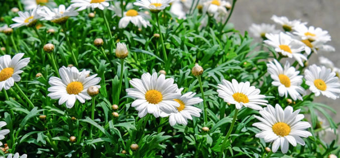 <span>summer landscaping (sunny flowers) – the&nbsp;&nbsp;&nbsp;&nbsp;&nbsp;</span>White Shasta Daisy