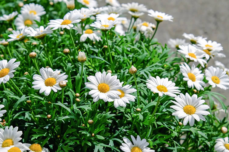 flowers