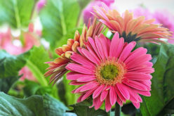 <span>summer landscaping (sunny flowers) – the&nbsp;&nbsp;&nbsp;&nbsp;&nbsp;</span>Colorful Gerber Daisy