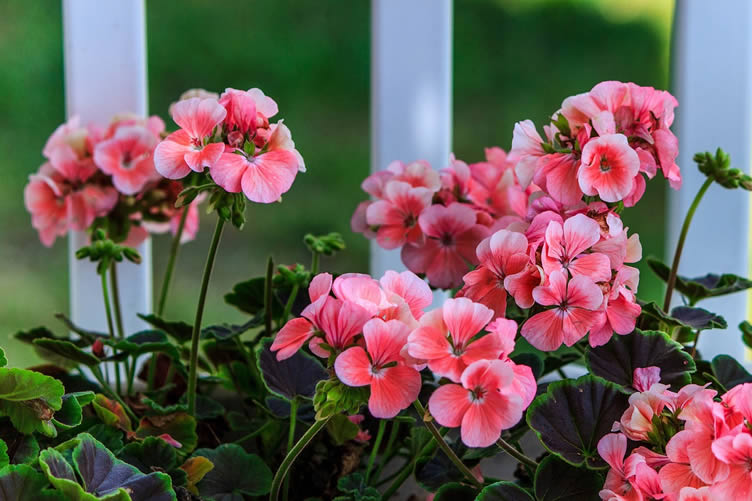 Geraniums