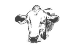 Understanding Beef – Stuff to Know About Selection and Cooking