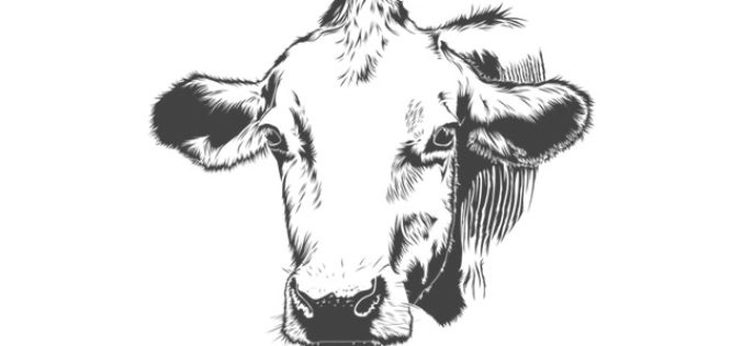 Understanding Beef – Stuff to Know About Selection and Cooking