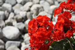 <span>landscaping (annual flowers) – &nbsp;&nbsp;&nbsp;&nbsp;&nbsp;</span>Geraniums