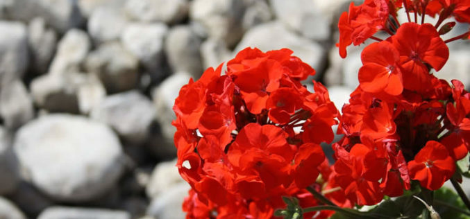 <span>landscaping (annual flowers) – &nbsp;&nbsp;&nbsp;&nbsp;&nbsp;</span>Geraniums