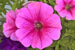 <span>landscaping (sunny flowers) – &nbsp;&nbsp;&nbsp;&nbsp;&nbsp;</span>Hardy Petunia