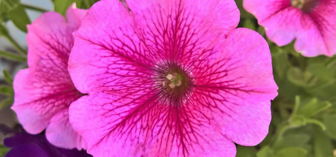 <span>landscaping (sunny flowers) – &nbsp;&nbsp;&nbsp;&nbsp;&nbsp;</span>Hardy Petunia