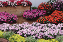 <span>landscaping (annual flowers) – the&nbsp;&nbsp;&nbsp;&nbsp;&nbsp;</span>Sunpatiens