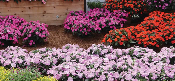 <span>landscaping (annual flowers) – the&nbsp;&nbsp;&nbsp;&nbsp;&nbsp;</span>Sunpatiens