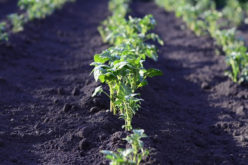 Time To Start Your Vegetable Garden