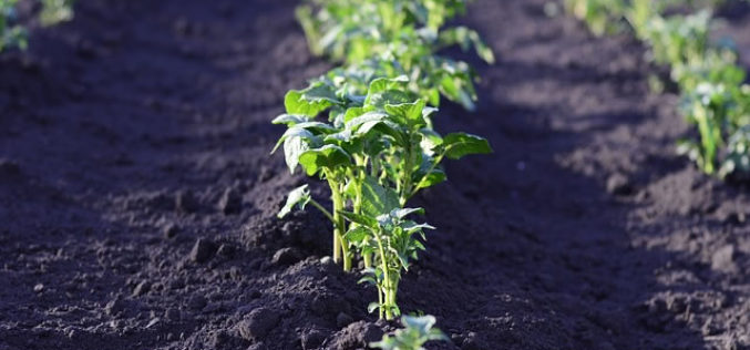 Time To Start Your Vegetable Garden