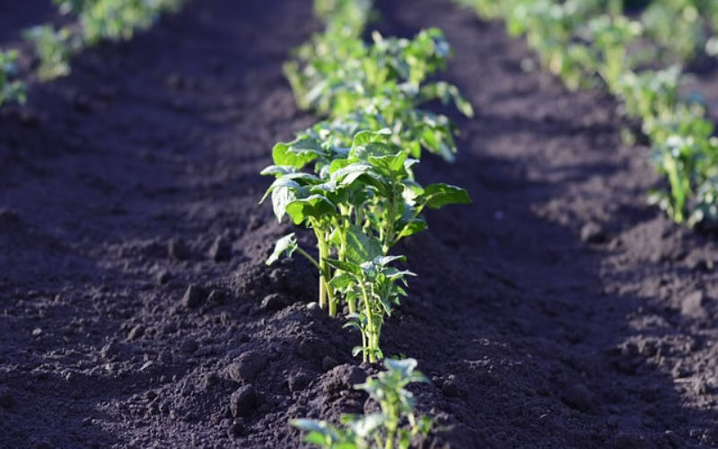 Time To Start Your Vegetable Garden