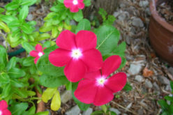 <span>landscaping (annual flowers) – – &nbsp;&nbsp;&nbsp;&nbsp;&nbsp;</span>Vinca