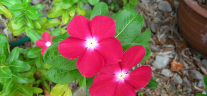 <span>landscaping (annual flowers) – – &nbsp;&nbsp;&nbsp;&nbsp;&nbsp;</span>Vinca