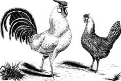 Cooking With Chicken – One of the Favorites for Best Consumption
