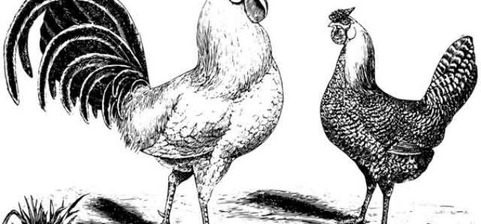 Cooking With Chicken – One of the Favorites for Best Consumption