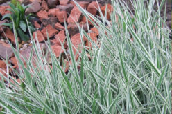 Landscaping With Ornamental Grasses