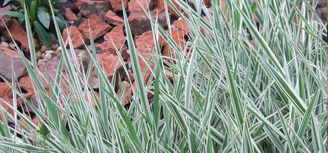 Landscaping With Ornamental Grasses