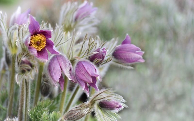 Time To Plant Your Flower Garden
