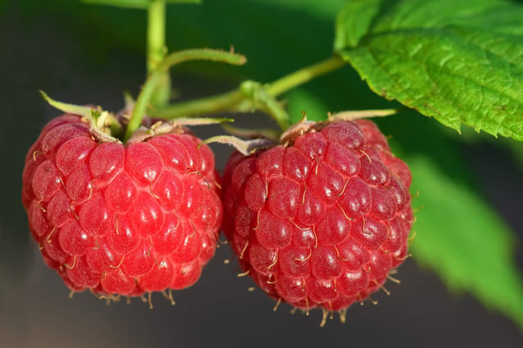 fruit orchard
