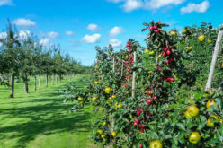 Yummy! Yummy! Fruit. Do You Have Fruit Orchard?