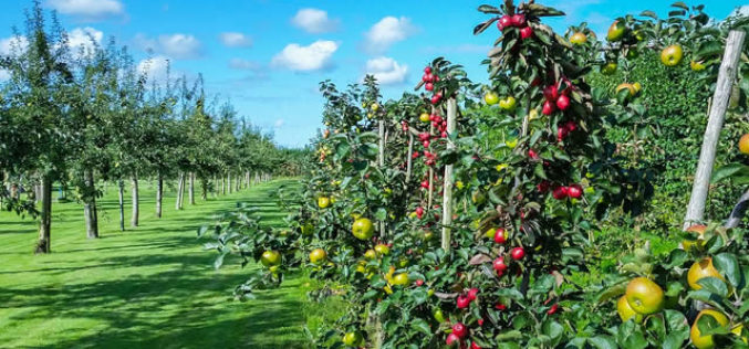 Yummy! Yummy! Fruit. Do You Have Fruit Orchard?