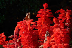 <span>landscaping (annual flowers) – &nbsp;&nbsp;&nbsp;&nbsp;&nbsp;</span>Salvia