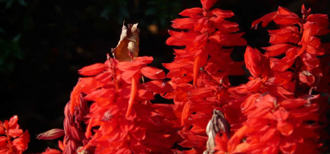 <span>landscaping (annual flowers) – &nbsp;&nbsp;&nbsp;&nbsp;&nbsp;</span>Salvia