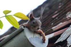 Home Gutter Protection