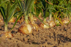 Getting Ready to Plant a Vegetable Garden
